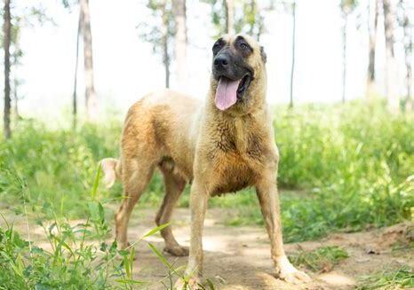 养坎高犬能赚到钱吗 养坎高犬能赚到钱吗