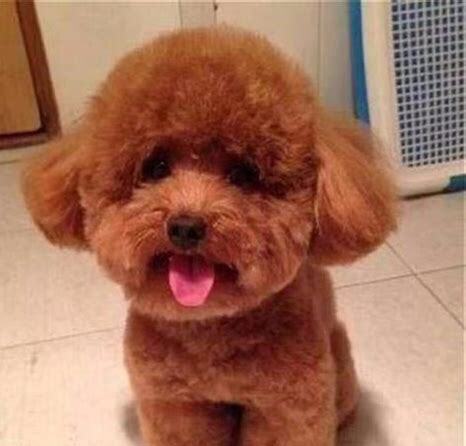 一个月的泰迪犬怎么养最好