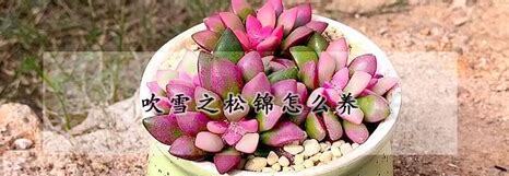 白熊锦怎么养
