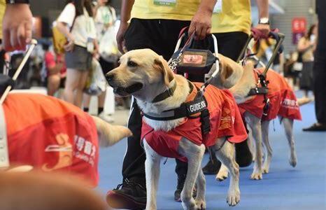 导盲犬怎么养不会咬人 导盲犬怎么养不会咬人