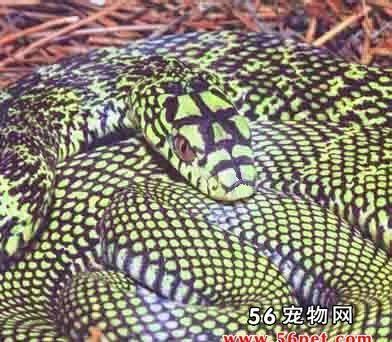 什么是臭青公,带你了解臭青公的习性特征与喂养等 什么是臭青公,带你了解臭青公的习性特征与喂养等