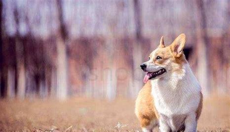 养狗拉屎怎么办