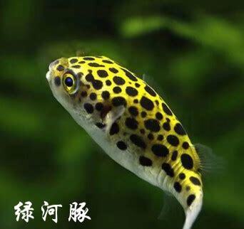 观赏河豚怎么养活
