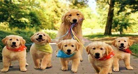 成犬金毛怎么养的