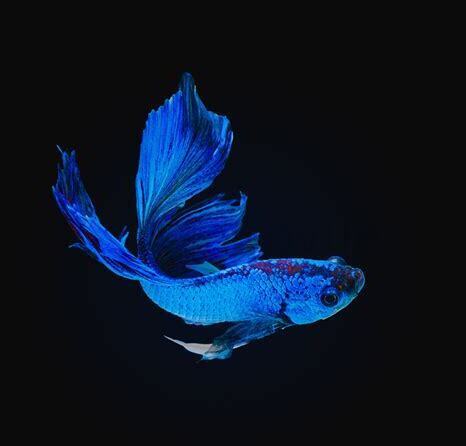 斗鱼怎么养水