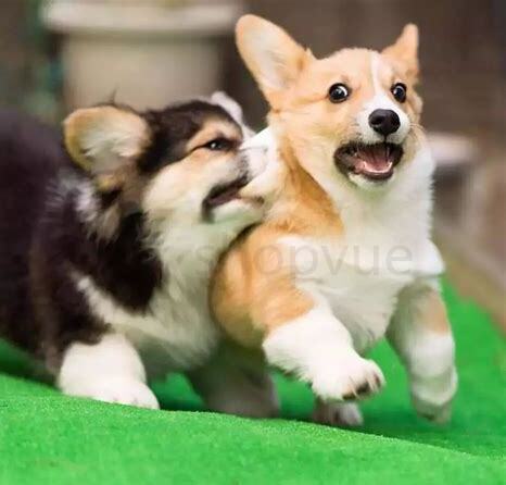 养柯基犬怎么喂养视频 养柯基犬怎么喂养视频