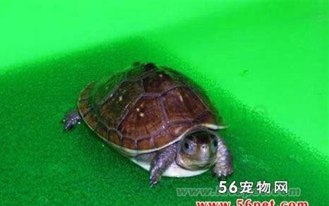什么是卡罗莱那钻纹龟,带你了解卡罗莱那钻纹龟的习性特征与喂养等