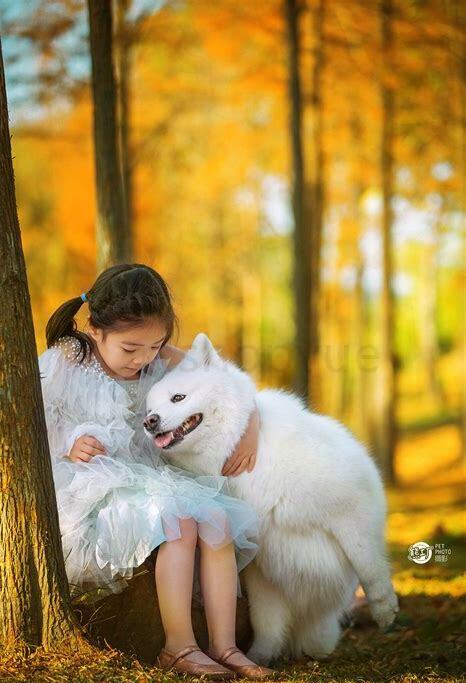 萨摩耶怎么样养