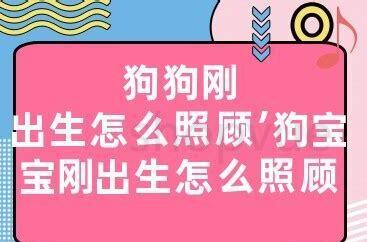 刚生下的小狗如何养好,刚生下的小狗怎么养 刚生下的小狗如何养好,刚生下的小狗怎么养