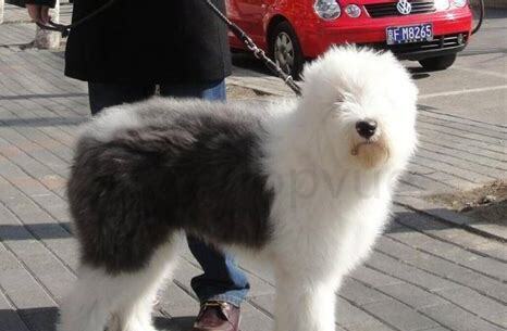 怎么养古牧犬