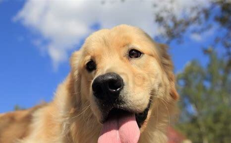 夏天金毛犬天热怎么养