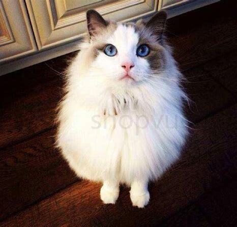 狮子猫怎么养 狮子猫怎么养