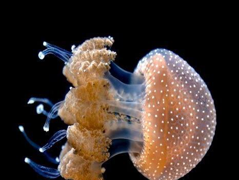 水母没有海水怎么养
