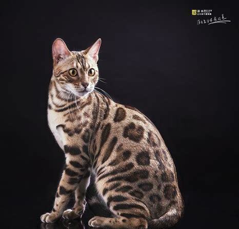 小的豹猫怎么养