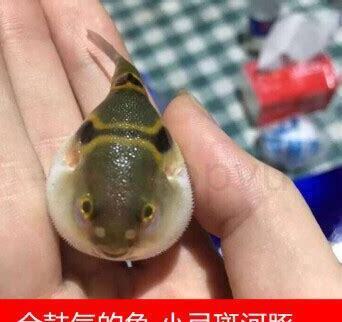 观赏河豚怎么养