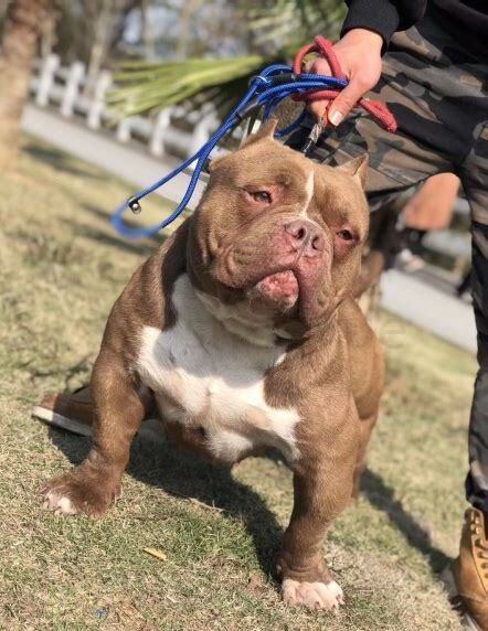 美国恶霸犬怎么养