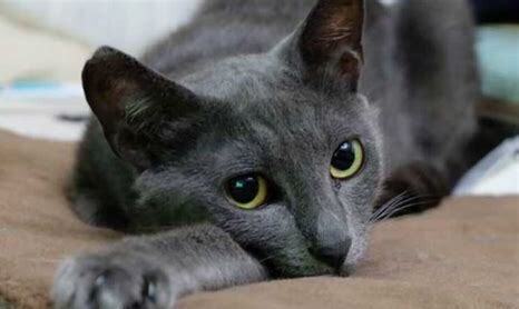 一个月蓝猫怎么养