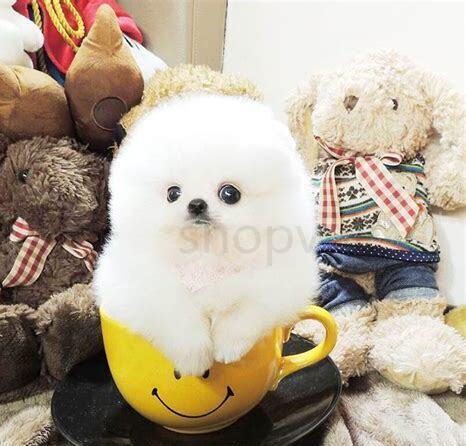 茶杯幼犬怎么养最好