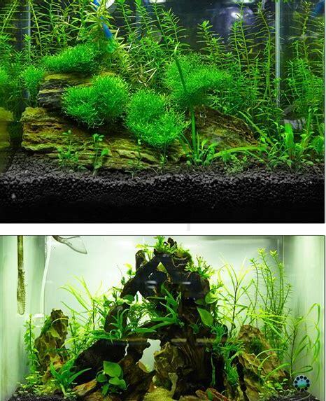 怎样养好水草缸