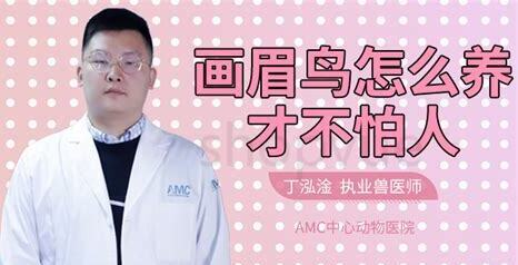 画眉怎么养好看又漂亮