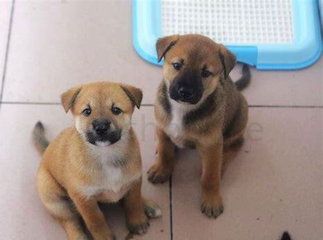 40天的幼犬怎么养好