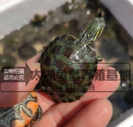 什么是东部网目鸡龟,带你了解东部网目鸡龟的习性特征与喂养等 什么是东部网目鸡龟,带你了解东部网目鸡龟的习性特征与喂养等