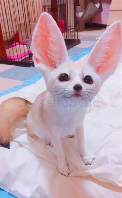 金狐怎么养 金狐怎么养