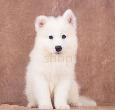小萨摩犬怎么养