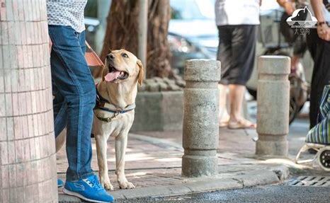 导盲犬怎么养 导盲犬怎么养