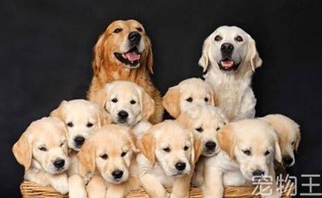 狗狗怎么养不熟 狗狗怎么养不熟