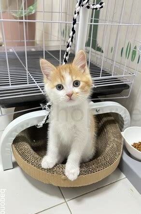 怎么养两个月的小猫呢 怎么养两个月的小猫呢