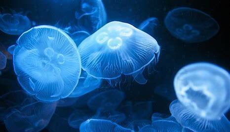 水母没有海水怎么养鱼
