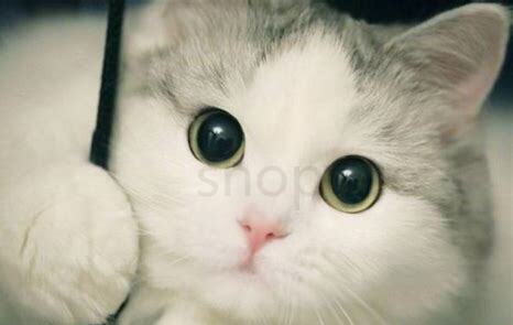 夏天小猫怎么养 夏天小猫怎么养