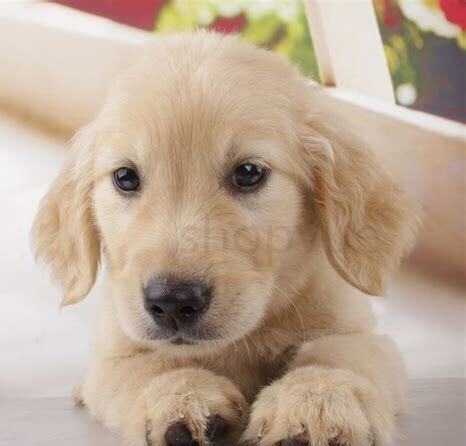 怎么养好一只金毛幼犬
