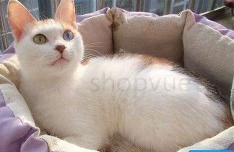听话小猫怎么养好 听话小猫怎么养好
