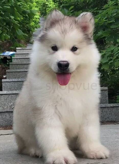 阿拉斯加夏天怎么养