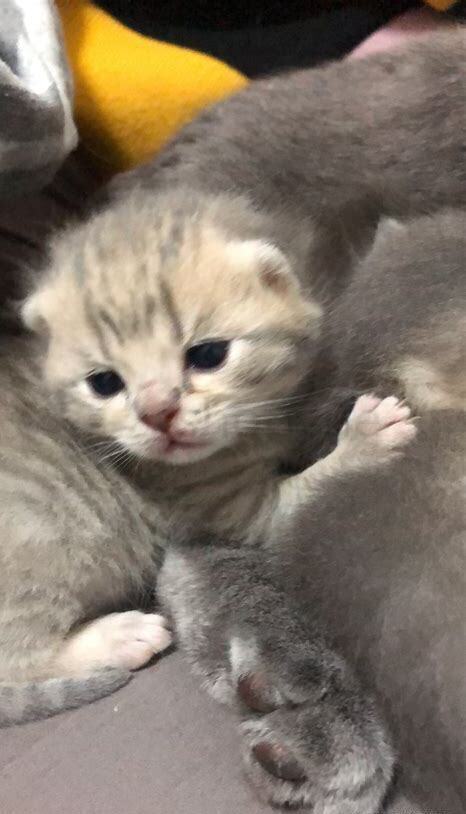 美短猫一个月怎么养