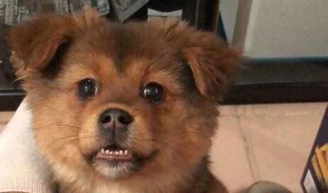 四个月小狗怎么养
