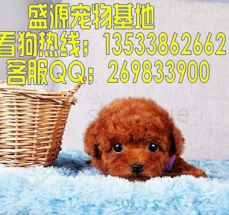 8个月的泰迪怎么养活