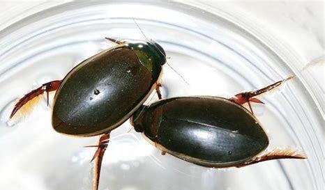 水虱怎样饲养