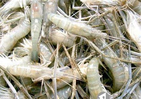 野生河虾怎么养 野生河虾怎么养