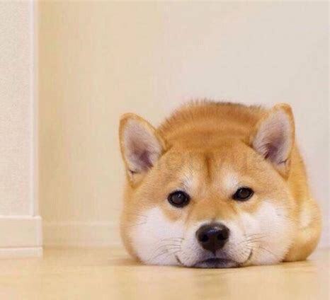 柴犬两个月怎么养