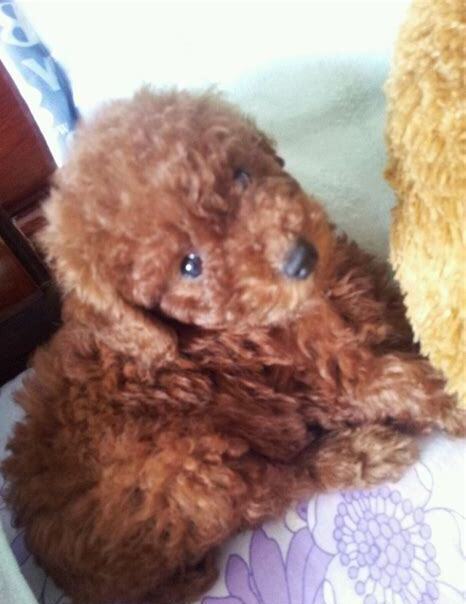 2个月的泰迪犬怎么养