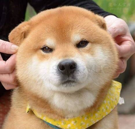 柴犬两个月怎么养比较好