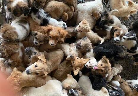 怎么在室内养狗呢