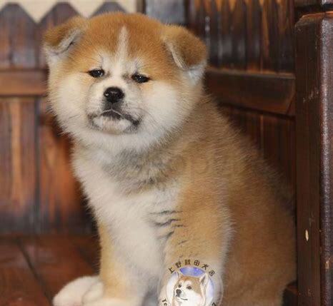 秋田犬幼犬怎么养