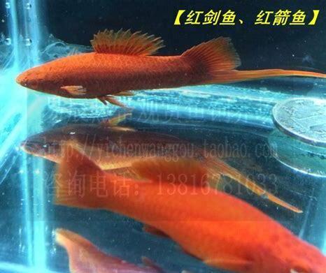 红箭鱼苗怎么养