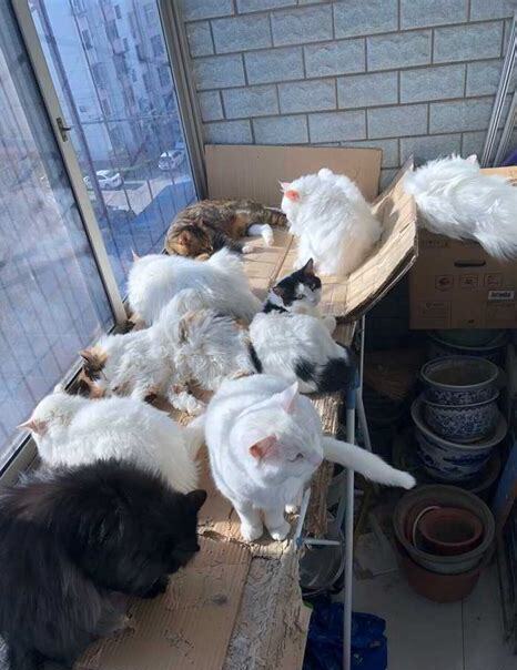 野猫要怎么养