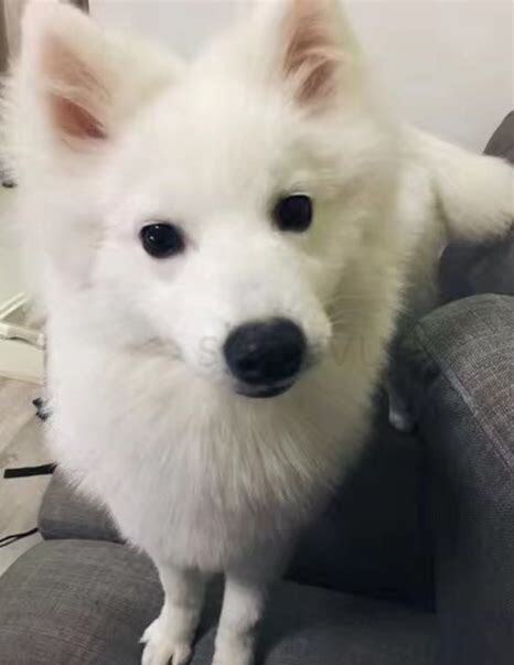 小银狐怎么养 小银狐怎么养