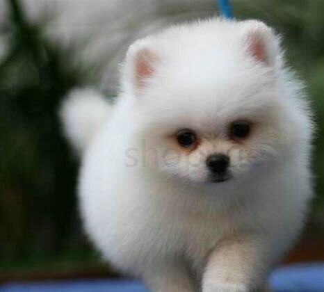 博美犬如何养毛更好,博美犬毛怎么养